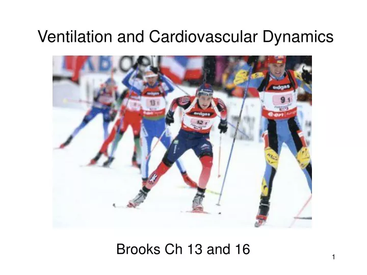 ventilation and cardiovascular dynamics