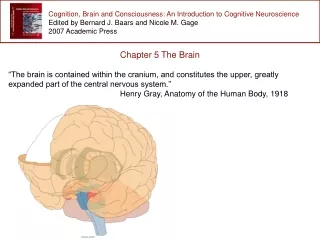 Cognition, Brain and Consciousness: An Introduction to Cognitive Neuroscience