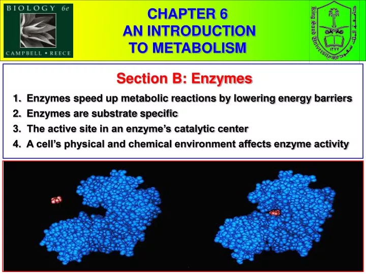 chapter 6 an introduction to metabolism