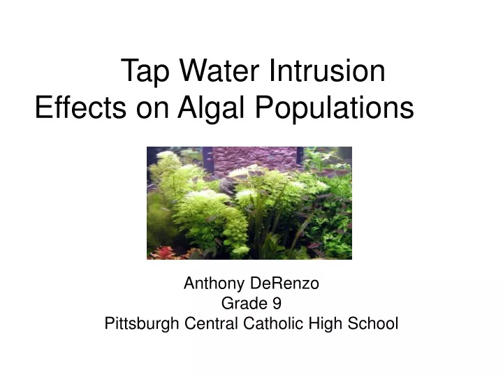 tap water intrusion effects on algal populations