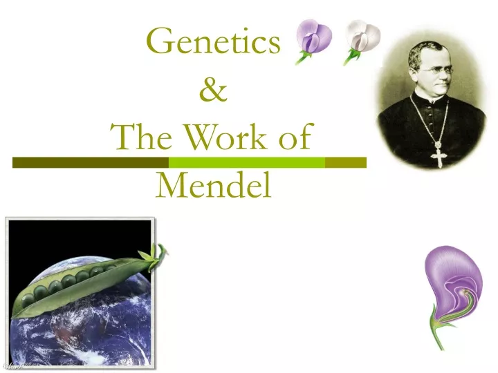 genetics the work of mendel