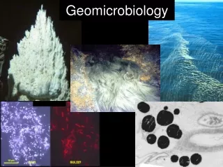 Geomicrobiology