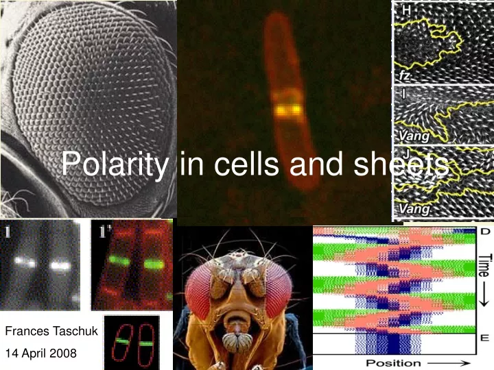 polarity in cells and sheets