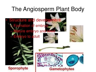 The Angiosperm Plant Body