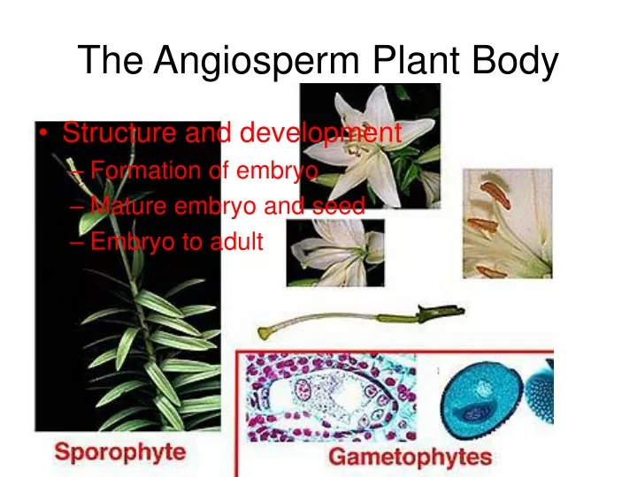 the angiosperm plant body