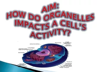 AIM: HOW DO ORGANELLES IMPACTS A CELL’S ACTIVITY?
