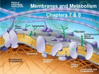 Membranes and Metabolism Chapters 7 &amp; 8