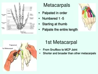Metacarpals