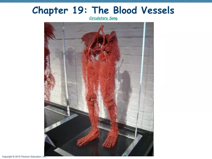 chapter 19 the blood vessels circulatory song