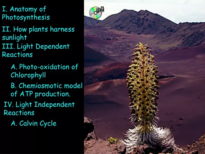 i anatomy of photosynthesis