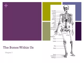 The Bones Within Us