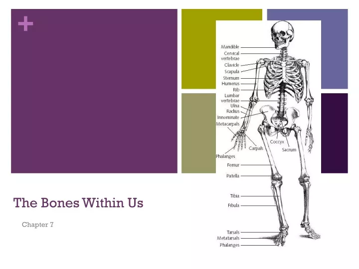the bones within us