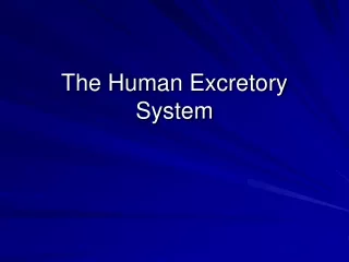 The Human Excretory System