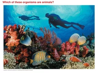 Which of these organisms are animals?