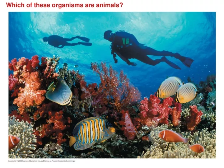 which of these organisms are animals