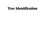 Explore Common Tree Species: Identification Guide and Characteristics - slide 1