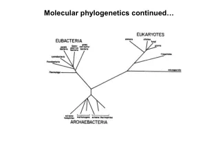 Molecular phylogenetics continued…