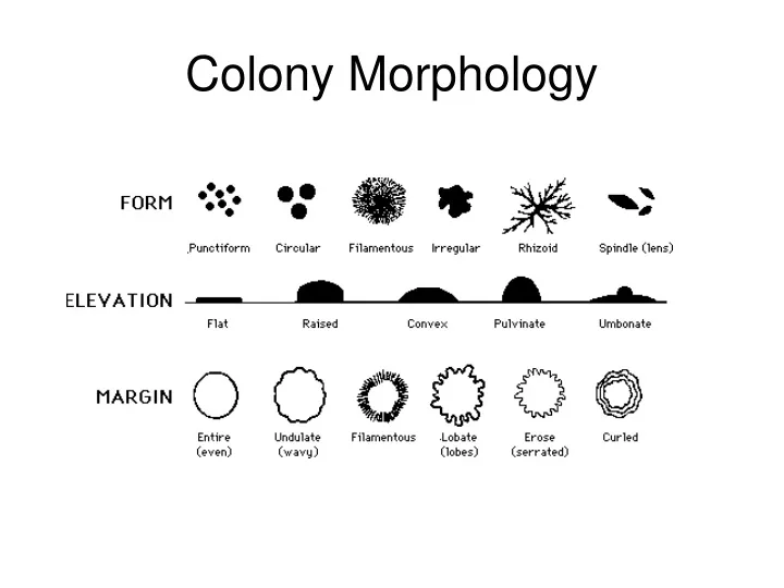 colony morphology