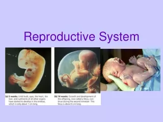 Reproductive System