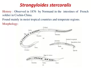 Strongyloides stercoralis