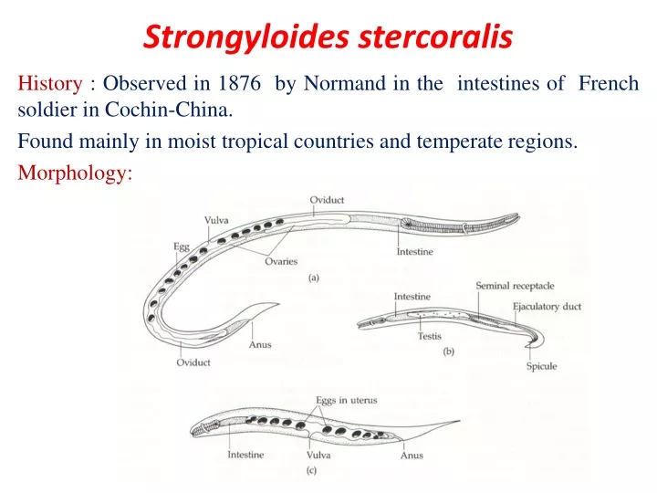 strongyloides stercoralis