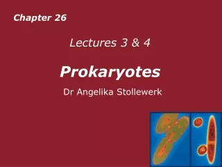 Lectures 3 &amp; 4   Prokaryotes Dr Angelika Stollewerk