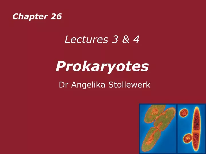 lectures 3 4 prokaryotes dr angelika stollewerk