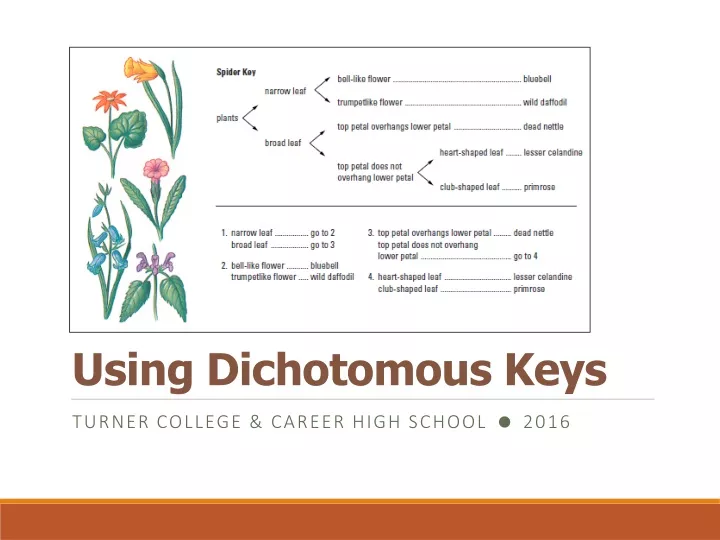 using dichotomous keys
