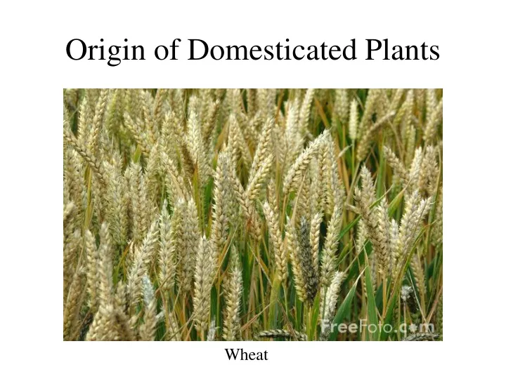 origin of domesticated plants