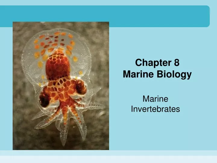 chapter 8 marine biology
