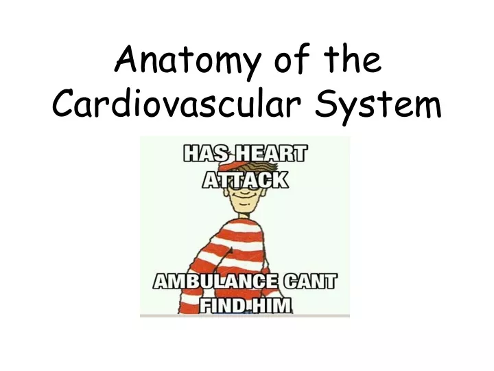 anatomy of the cardiovascular system