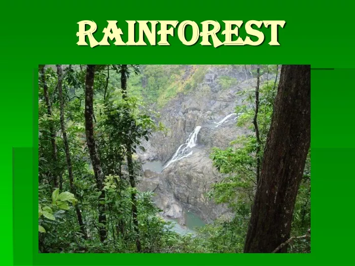 rainforest