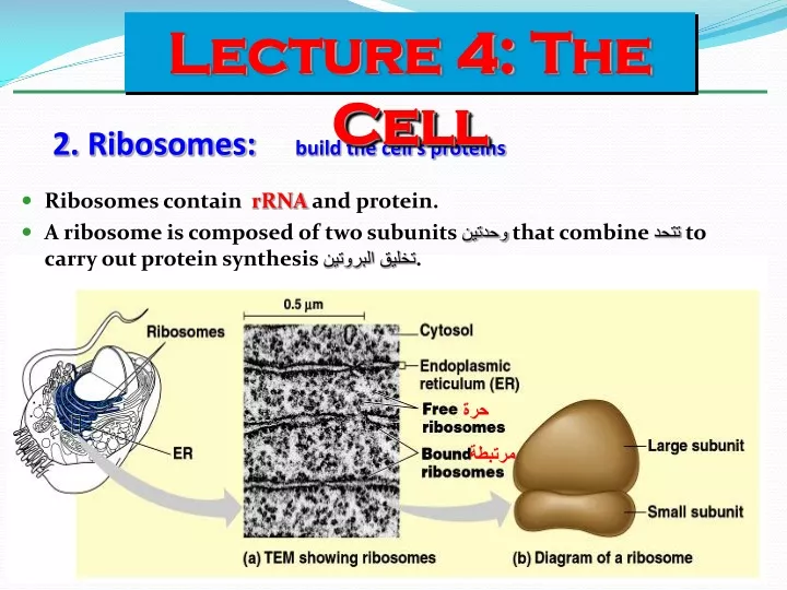 2 ribosomes build the cell s proteins