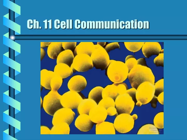 ch 11 cell communication