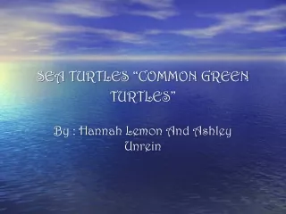 SEA TURTLES “COMMON GREEN TURTLES”