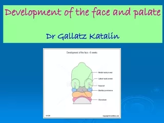 Development of the face and palate Dr Gallatz Katalin