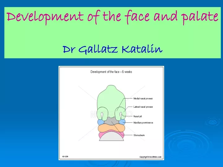development of the face and palate dr gallatz