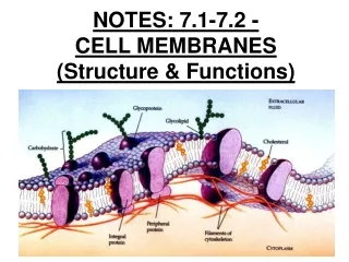 NOTES: 7.1-7.2 -   CELL MEMBRANES  (Structure &amp; Functions)