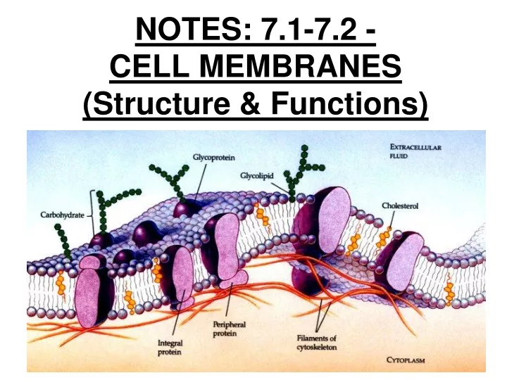 notes 7 1 7 2 cell membranes structure functions