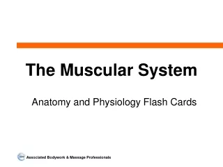 The Muscular System