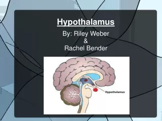 Hypothalamus