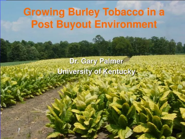 growing burley tobacco in a post buyout environment