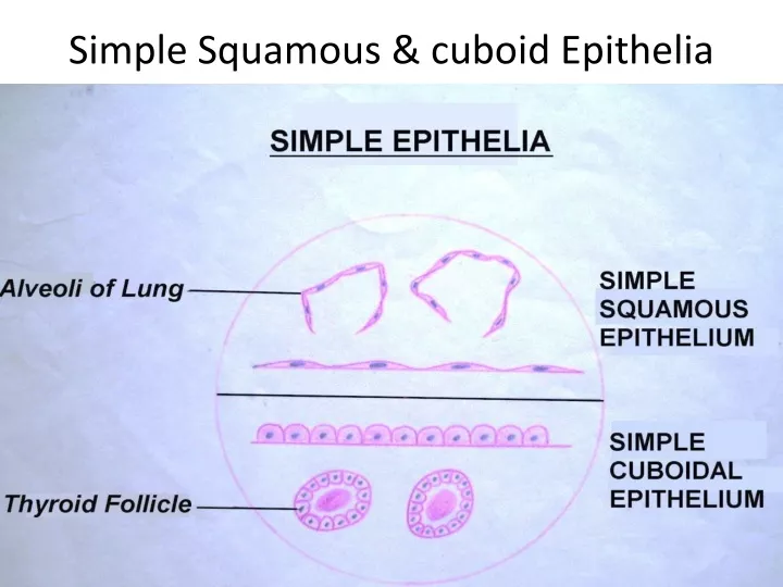 simple squamous cuboid epithelia
