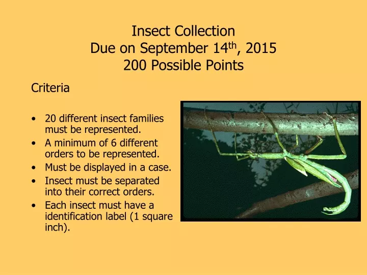 insect collection due on september 14 th 2015 200 possible points