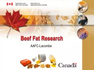 Beef Fat Research