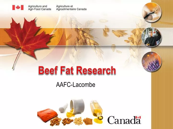 beef fat research