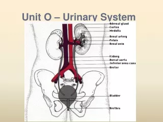 Unit O – Urinary System