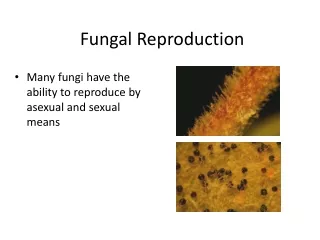 Fungal Reproduction