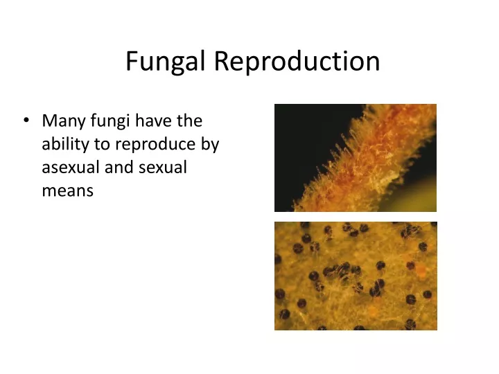 fungal reproduction