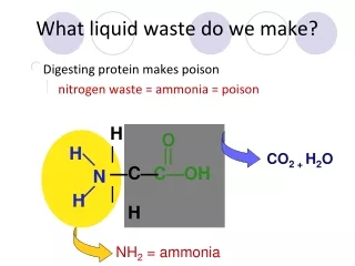 What liquid waste do we make?